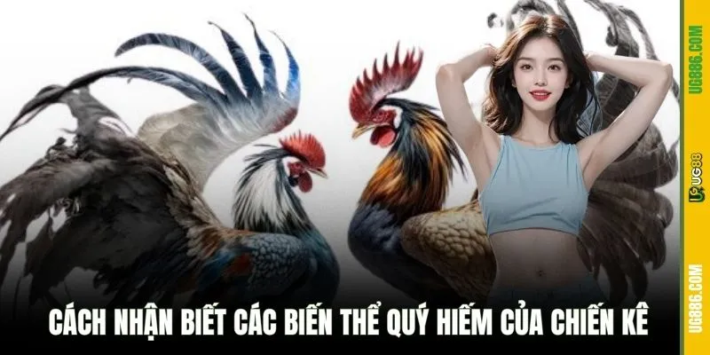 Cách nhận biết các biến thể quý hiếm của chiến kê