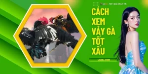 Cách Xem Vảy Gà Tốt Xấu