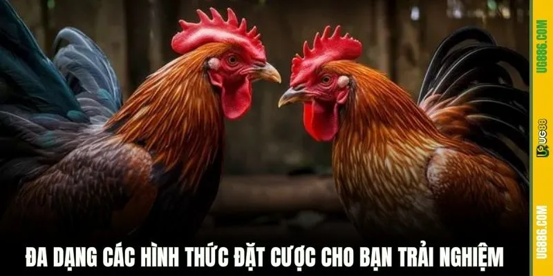 Đa dạng các hình thức đặt cược cho bạn trải nghiệm